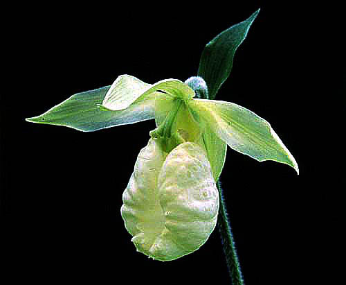 Cyp. japonicum alba