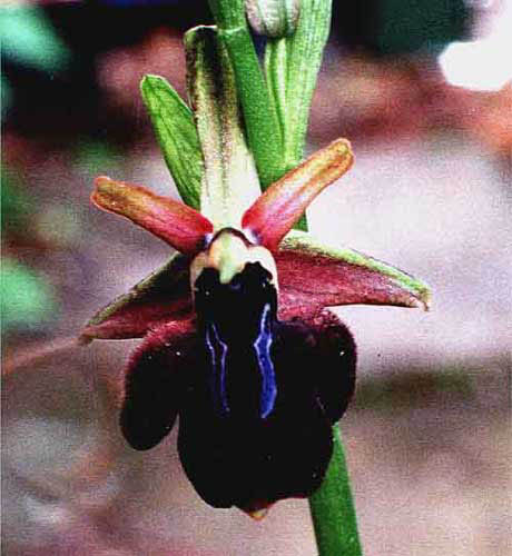 Ophrys ammanensis
