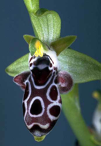 Ophrys cretica