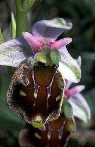 Ophrys fuciflora  evtl x api