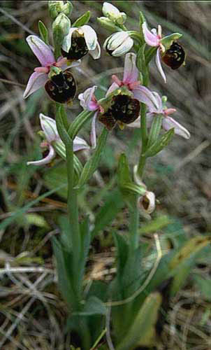 Ophrys fuciflora hain
