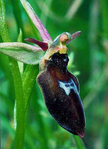 Ophrys insectifera x fuciflora