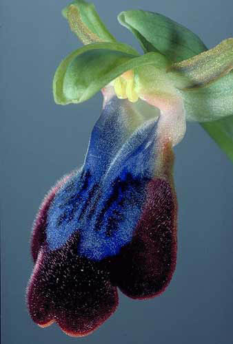 Ophrys irricolor
