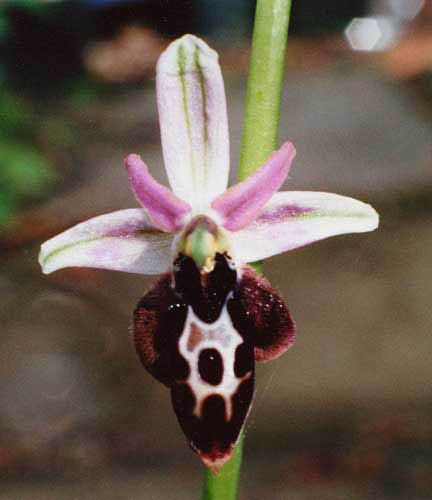 Ophrys strausii x ammanensis