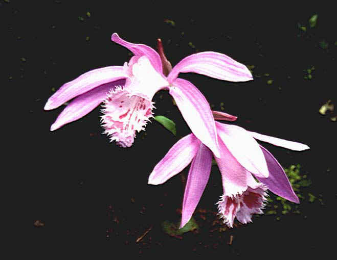 Pl. grandiflora