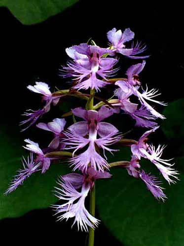 Platanthera leucophaea x grandiflora