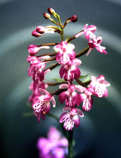 Poenorchis graminifolia