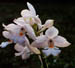 Calanthe masuca 4pl. x okinawaensis alba