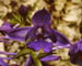 Calanthe masuca 4pl. x okinawaensis