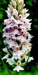 Dactylorhiza Larissa x iberica