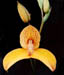 Disa Kewensis yellow 2