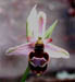 Ophrys apifera x bertolonii