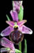 Ophrys aveyoronensis