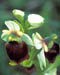 Ophrys fucifflora  ohne Mal