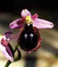 Ophrys sraussii