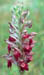 Orchis coriophera