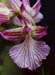 Orchis pappillionaceae 2