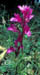 Orchis pappillionaceae