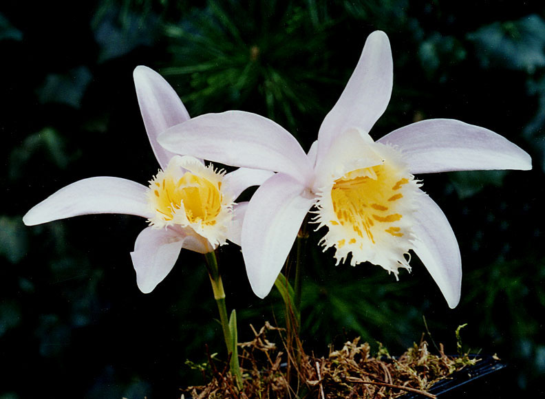 Pleione-grandiflora-rose