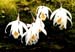 Pleione-albiflora